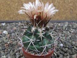 Coryphantha poselgeriana Escalon Chih. pot 5,5 cm - 12412897