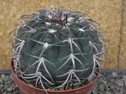 Gymnocalycium spegazzinii MM 195 květináč 9 cm