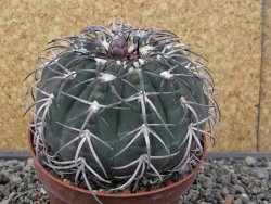 Gymnocalycium spegazzinii MM 195 květináč 9 cm - 12412928