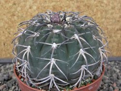 Gymnocalycium spegazzinii MM 195 květináč 9 cm - 12412929
