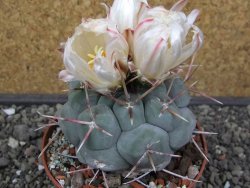 Thelocactus hexaedrophorus MH 133 La Perdida pot 10 cm - 12412939