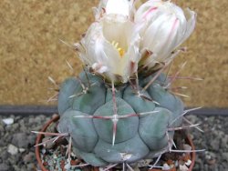 Thelocactus hexaedrophorus MH 133 La Perdida pot 10 cm - 12412941