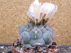 Thelocactus hexaedrophorus MH 133 La Perdida pot 10 cm - 12412942