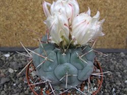 Thelocactus hexaedrophorus MH 133 La Perdida pot 10 cm - 12412943