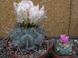 Thelocactus hexaedrophorus MH 133 La Perdida pot 10 cm - 12412944