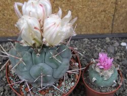 Thelocactus hexaedrophorus MH 133 La Perdida pot 10 cm - 12412945