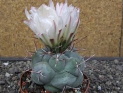Thelocactus hexaedrophorus MH 133 La Perdida pot 9 cm