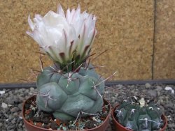 Thelocactus hexaedrophorus MH 133 La Perdida pot 9 cm - 12412950