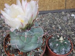 Thelocactus hexaedrophorus MH 133 La Perdida pot 9 cm - 12412951