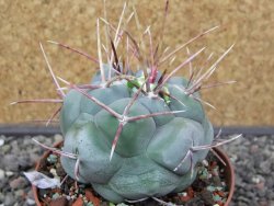 Thelocactus hexaedrophorus MH 133 La Perdida pot 9 cm - 12412953