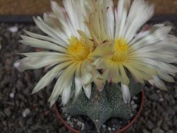 Astrophytum ornatum hybrid pot 5,5 cm