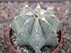 Astrophytum ornatum hybrid pot 5,5 cm - 12412971