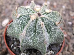 Astrophytum ornatum hybrid pot 5,5 cm - 12412972