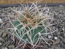 Gymnocalycium cardenasianum JO 193 květináč 5,5 cm