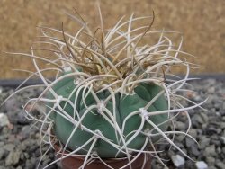 Gymnocalycium cardenasianum JO 193 květináč 5,5 cm - 12412974
