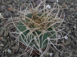 Gymnocalycium cardenasianum JO 193 květináč 5,5 cm - 12412976