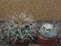Gymnocalycium cardenasianum JO 193 květináč 5,5 cm - 12412978