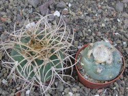 Gymnocalycium cardenasianum JO 193 květináč 5,5 cm - 12412979