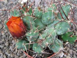 Tephrocactus rossianus aurantiaco flore pot 5,5 cm - 12412993