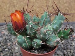 Tephrocactus rossianus aurantiaco flore pot 5,5 cm - 12412994