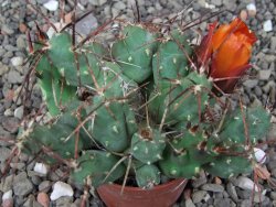 Tephrocactus rossianus aurantiaco flore pot 5,5 cm - 12412996