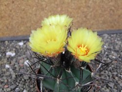 Astrophytum niveum nudum XL pot 8 cm