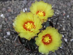 Astrophytum niveum nudum XL pot 8 cm - 12413001