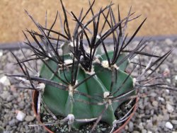 Astrophytum niveum nudum XL pot 8 cm - 12413002