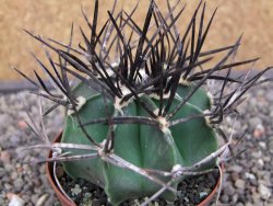 Astrophytum niveum nudum XL pot 8 cm - 12413004