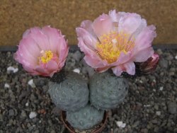 Tephrocactus geometricus květináč 5,5 cm