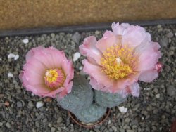Tephrocactus geometricus květináč 5,5 cm - 12413013