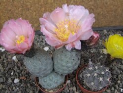 Tephrocactus geometricus květináč 5,5 cm - 12413016