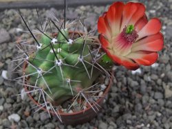 Echinocereus triglochidiatus květináč 6,5 cm
