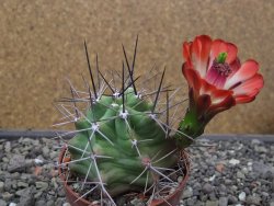 Echinocereus triglochidiatus květináč 6,5 cm - 12413018