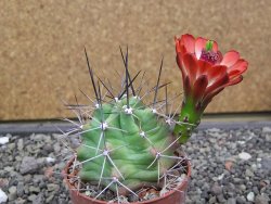 Echinocereus triglochidiatus květináč 6,5 cm - 12413019