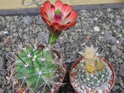 Echinocereus triglochidiatus květináč 6,5 cm - 12413023