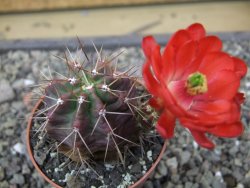 Echinocereus triglochidiatus květináč 6,5 cm - 12413026