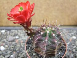Echinocereus triglochidiatus květináč 6,5 cm - 12413027