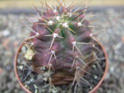 Echinocereus triglochidiatus květináč 6,5 cm - 12413029