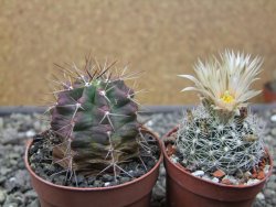 Echinocereus triglochidiatus květináč 6,5 cm - 12413031