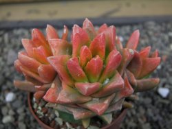 Ariocarpus X scapharostrus variegata pot 6,5 cm - 12413035