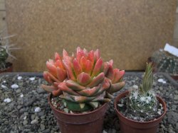 Ariocarpus X scapharostrus variegata pot 6,5 cm - 12413036