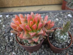 Ariocarpus X scapharostrus variegata pot 6,5 cm - 12413037
