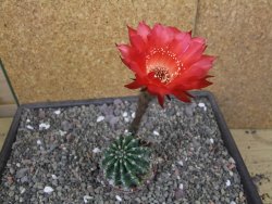 Echinopsis hybrid aff. eyresii pot 6,5 cm