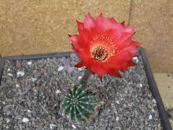 Echinopsis hybrid aff. eyresii pot 6,5 cm - 12413049