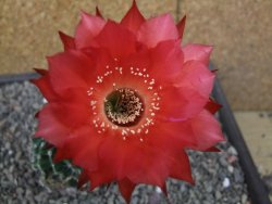Echinopsis hybrid aff. eyresii pot 6,5 cm - 12413050