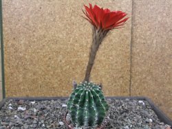 Echinopsis hybrid aff. eyresii pot 6,5 cm - 12413051