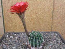 Echinopsis hybrid aff. eyresii pot 6,5 cm - 12413052