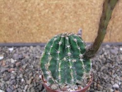 Echinopsis hybrid aff. eyresii pot 6,5 cm - 12413053