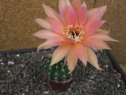 Echinopsis hybrid pot 7 cm
